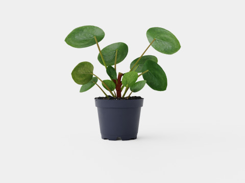 Pilea peperomioides Modelo 3D