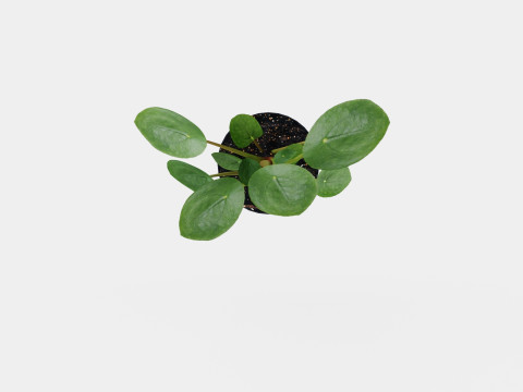 Pilea peperomioides Modelo 3D