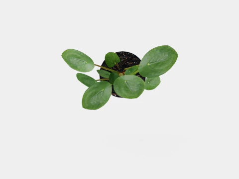Pilea peperomioides 3D Model