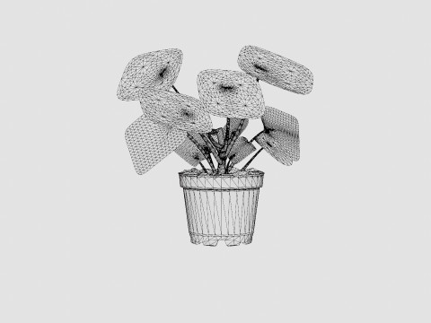 Pilea peperomioides Modelo 3D
