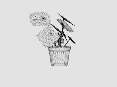 Pilea peperomioides 3D Model