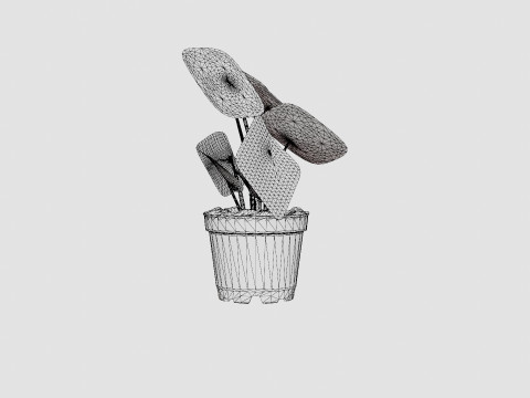 Pilea peperomioides Modelo 3D
