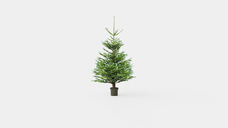 Abies Nordmanniana Christmas Tree 3Dモデル .c4d .max .obj .3ds .fbx .stl .blend 