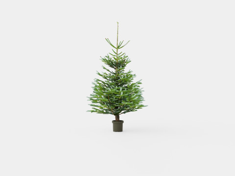 Abies Nordmanniana Christmas Tree 3D Model