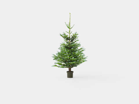 Abies Nordmanniana Christmas Tree 3Dモデル