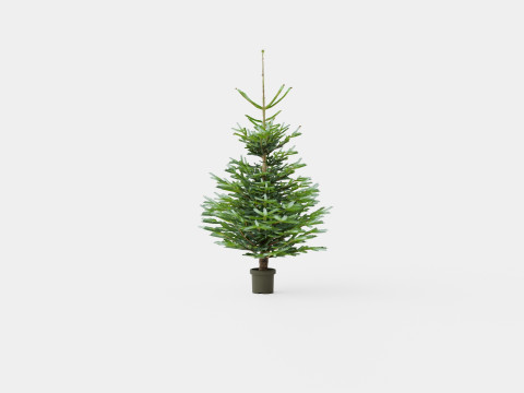 Abies Nordmanniana Christmas Tree 3Dモデル