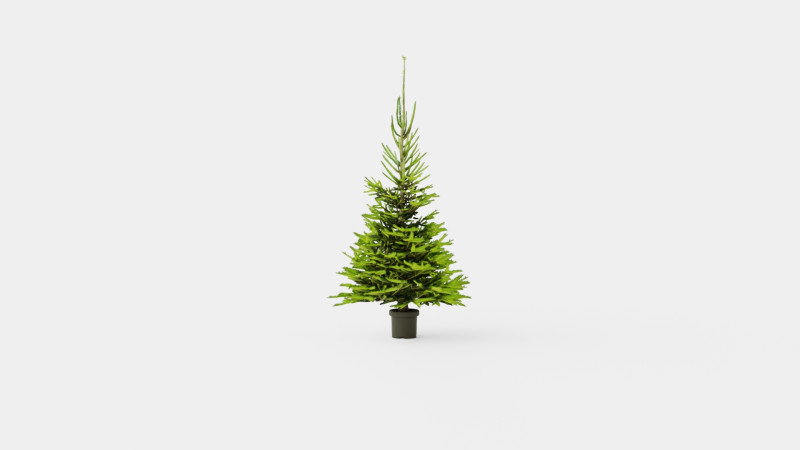 Picea abies Christmas Tree 3D Модель .c4d .max .obj .3ds .fbx .stl .blend 