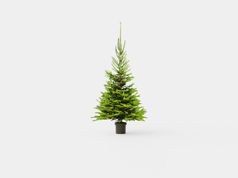 Picea abies Christmas Tree 3D Model