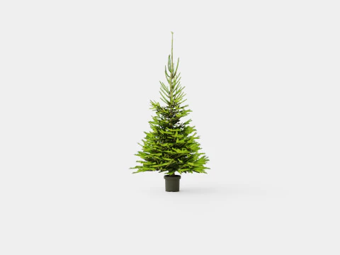 Árvore de Natal de Picea abies Modelo 3D