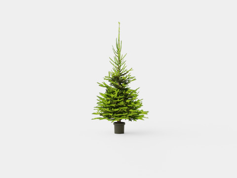 Picea abies Christmas Tree 3D Модель
