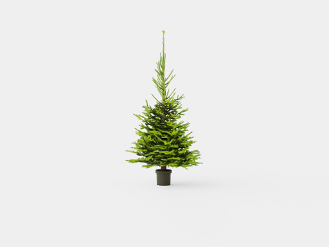 Picea abies Christmas Tree 3D Модель