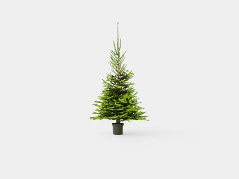 Picea abies Christmas Tree 3D Model