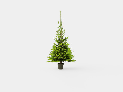 Picea abies Christmas Tree 3D Модель