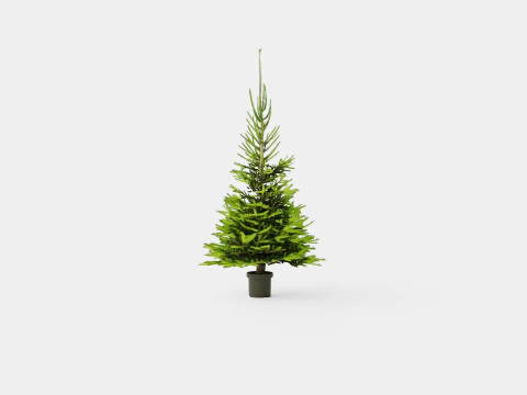Picea abies Christmas Tree 3D Model