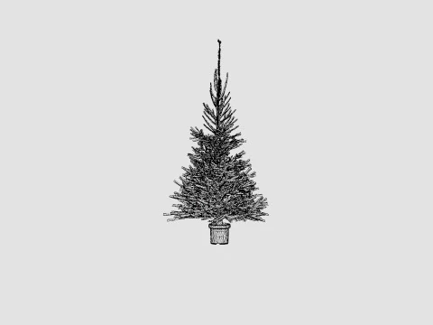 Picea abies Christmas Tree 3D Model