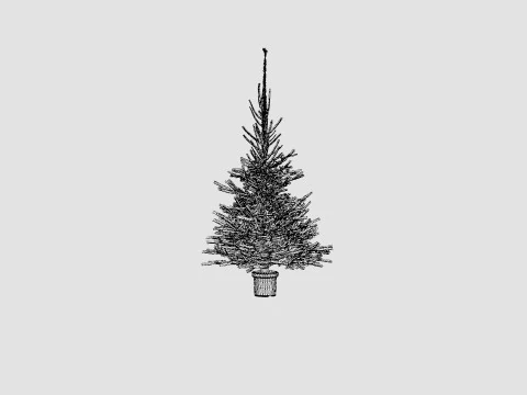 Picea abies Christmas Tree 3D Model