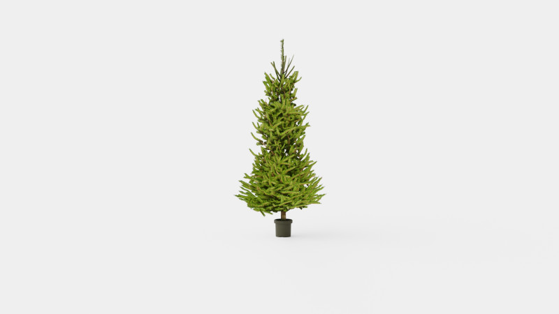 Picea abies Christmas Tree 3D Модель .c4d .max .obj .3ds .fbx .stl .blend 
