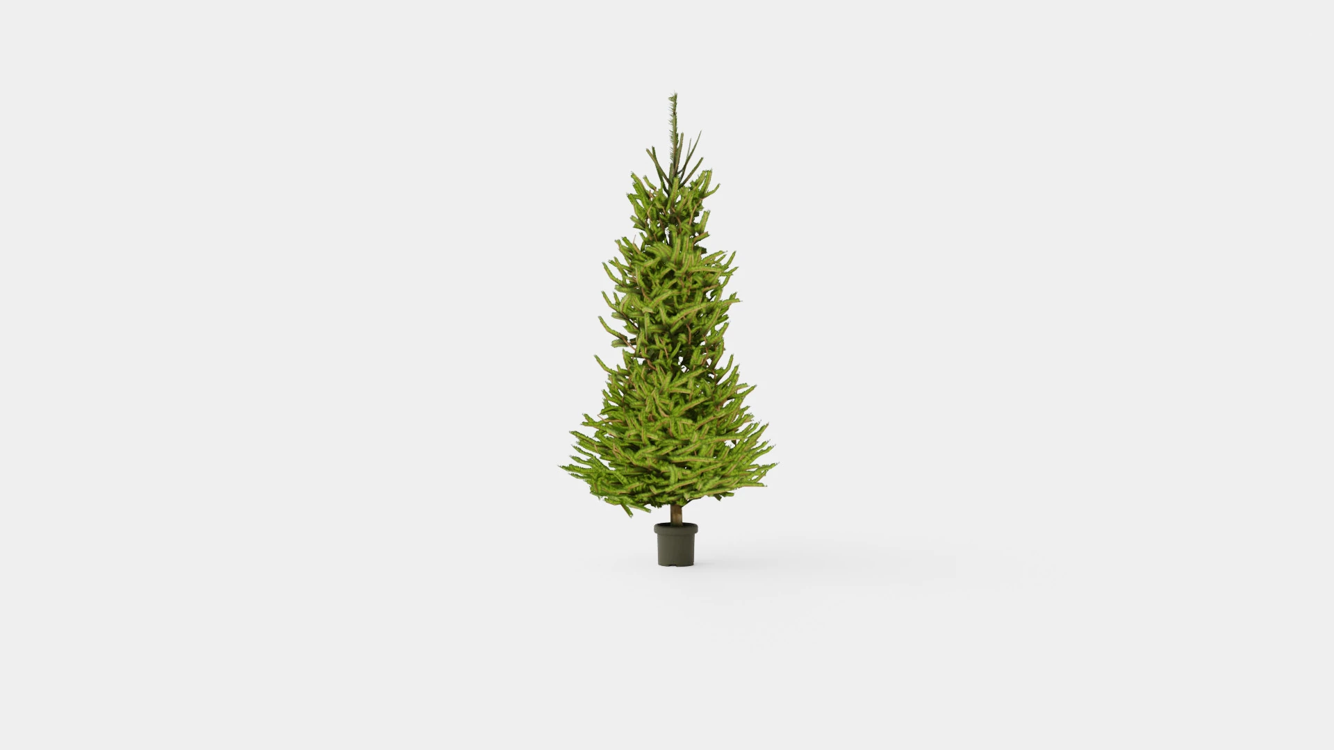 Picea abies Christmas Tree 3D Model .c4d .max .obj .3ds .fbx .stl .blend 