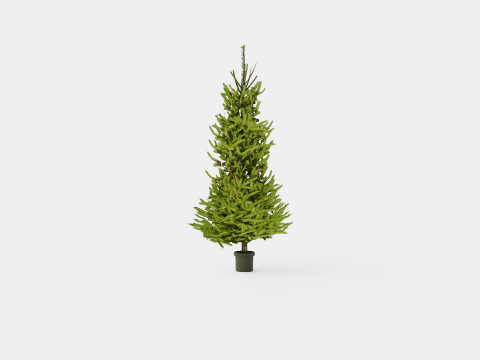 Picea abies Christmas Tree 3D Model