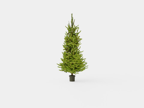 Picea abies Christmas Tree 3D Модель