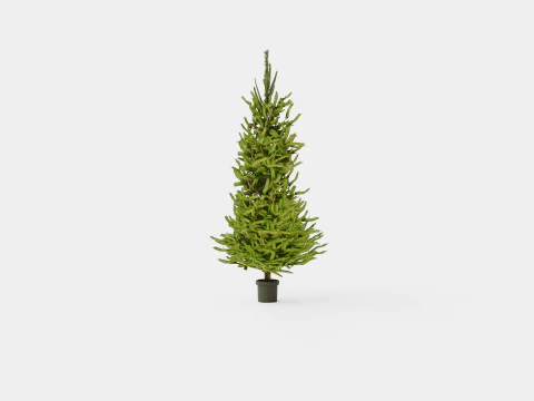 Picea abies Christmas Tree 3D Model