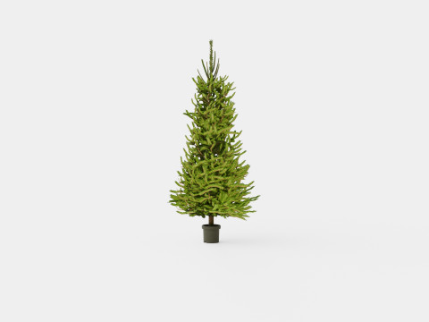Picea abies Christmas Tree 3D Модель