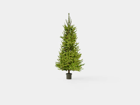 Picea abies Christmas Tree 3D Model