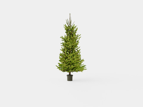 Picea abies Christmas Tree 3D Модель