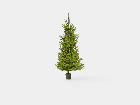 Picea abies Christmas Tree 3D Model