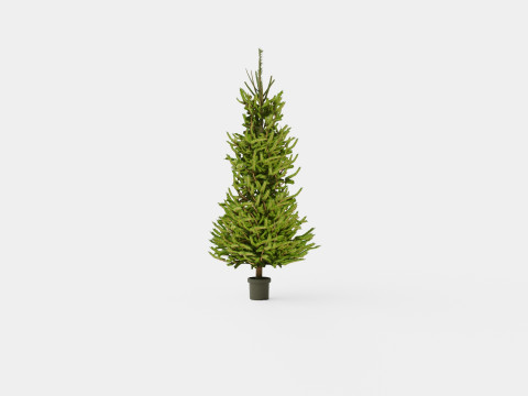Picea abies Christmas Tree 3D Модель