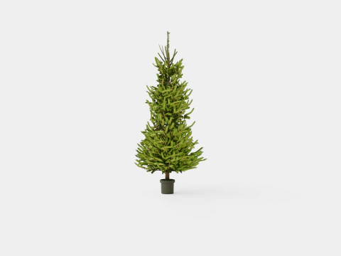 Picea abies Christmas Tree 3D Model