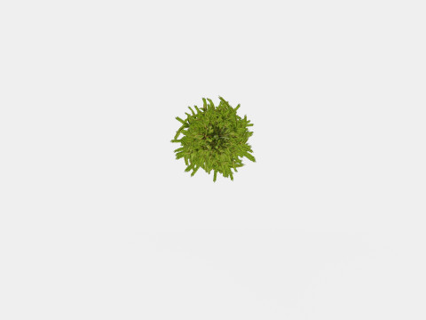 Picea abies Christmas Tree 3D Модель