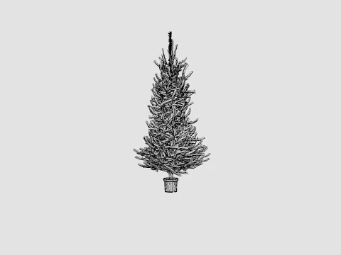 Picea abies Christmas Tree 3D Model