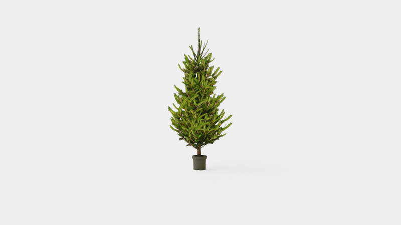 Picea abies Christmas Tree 3D Model .c4d .max .obj .3ds .fbx .stl .blend 