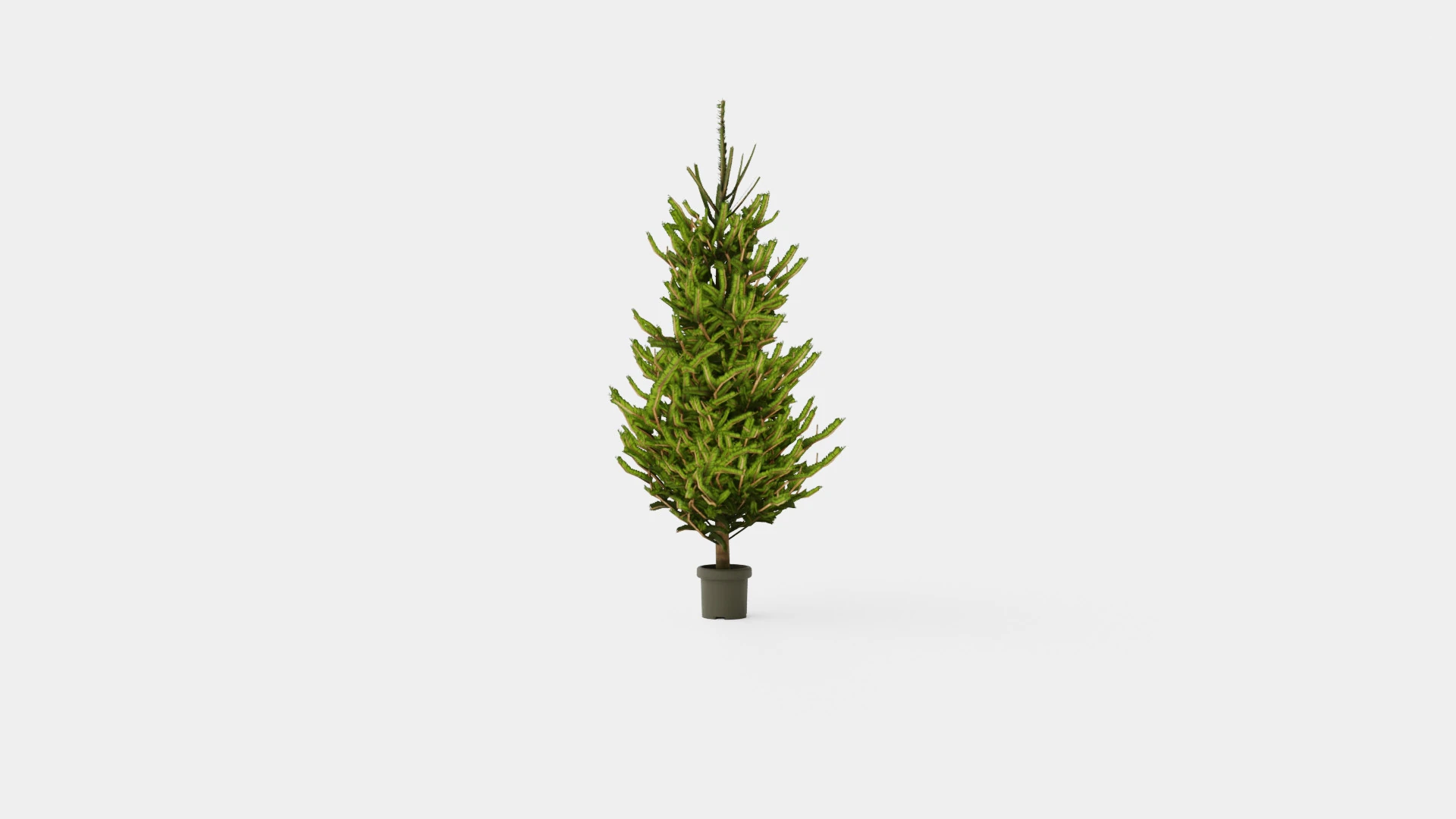 Picea abies Christmas Tree 3D Model .c4d .max .obj .3ds .fbx .stl .blend 