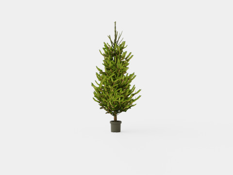 Picea abies Christmas Tree 3D Model