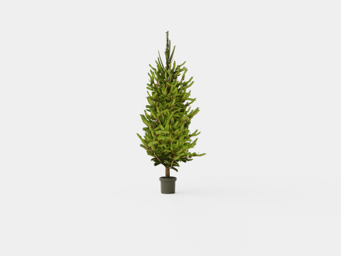 Picea abies Christmas Tree 3D Model
