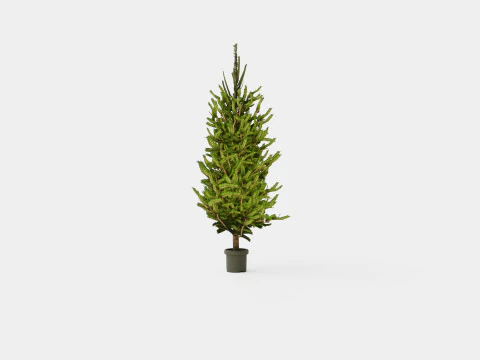 Picea abies Christmas Tree 3D Model