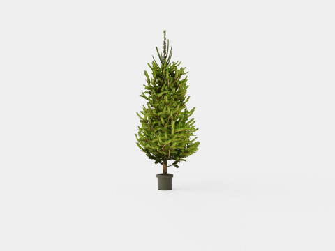 Picea abies Christmas Tree 3D Model
