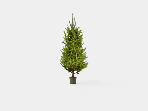 Picea abies Christmas Tree 3D Model