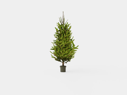 Picea abies Christmas Tree 3D Model