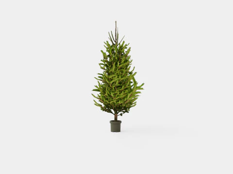 Picea abies Christmas Tree 3D Model