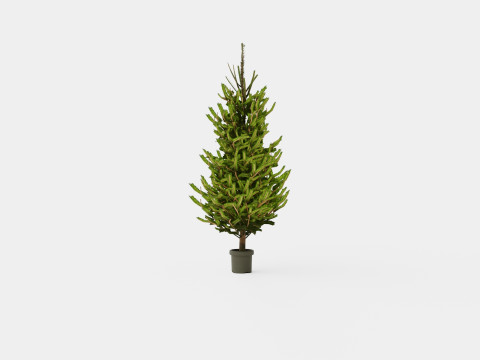 Picea abies Christmas Tree 3D Model