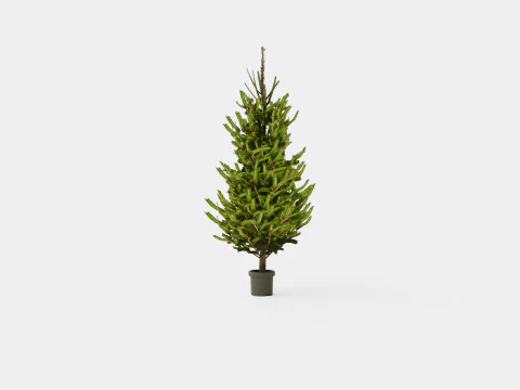 Picea abies Christmas Tree 3D Model