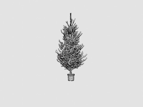 Picea abies Christmas Tree 3D Model