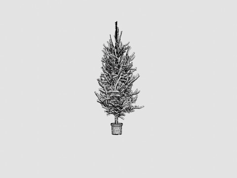Picea abies Christmas Tree 3D Model