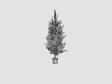 Picea abies Christmas Tree 3D Model