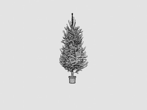 Picea abies Christmas Tree 3D Model