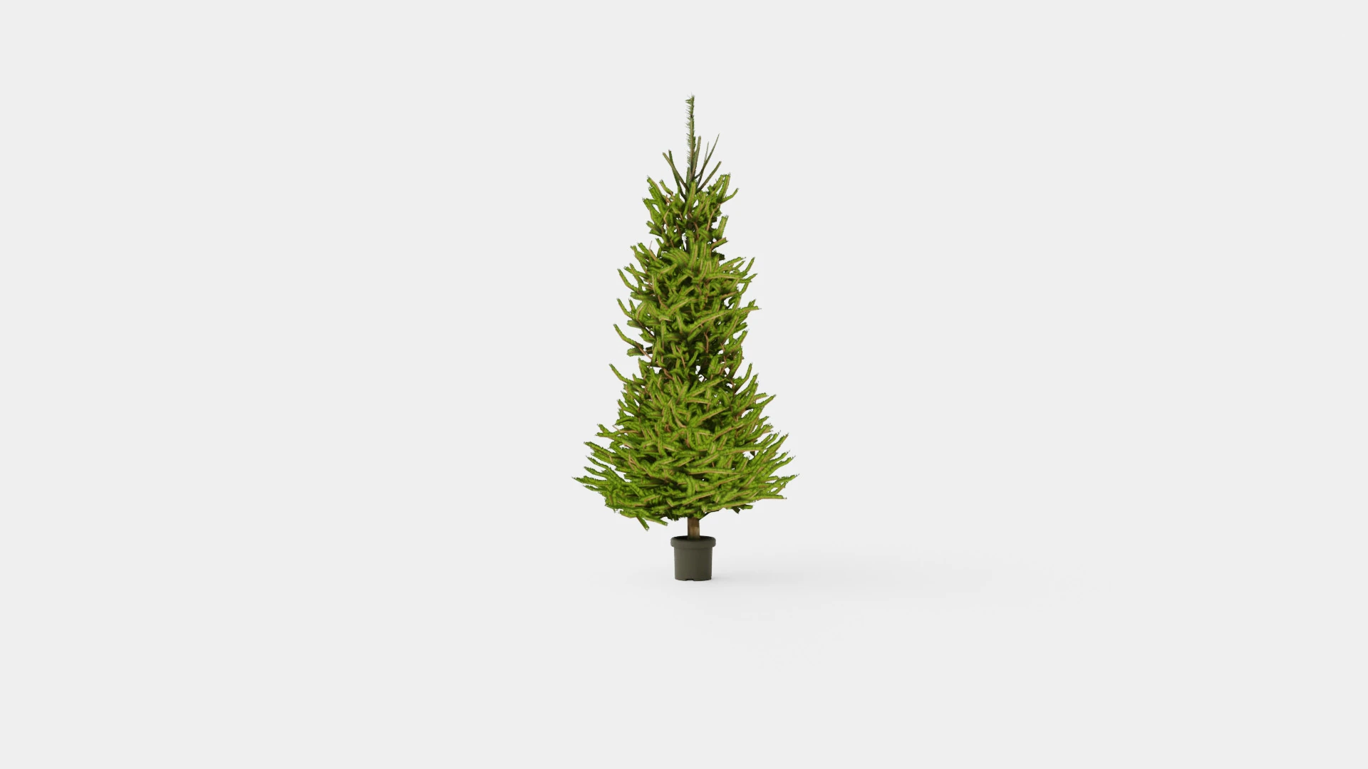 Picea abies Christmas Tree 3D Model .c4d .max .obj .3ds .fbx .stl .blend 