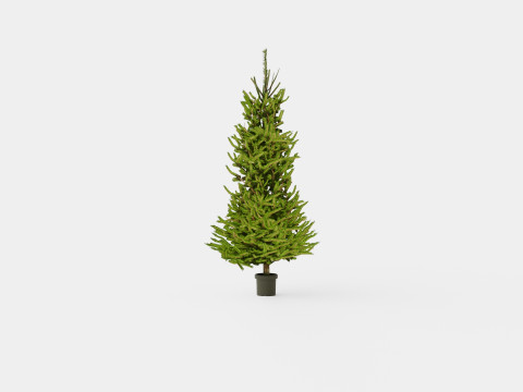 Picea abies Christmas Tree 3D Model